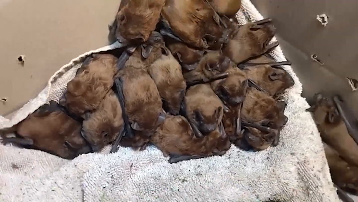 Ukrainian wildlife charity store hibernating bats in fridge as they flee Russian bombing | News