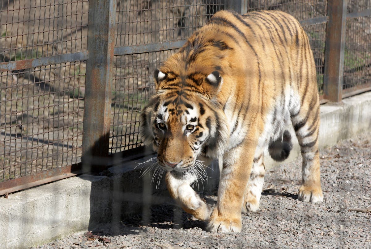 Kharkiv zoo prepares to kill lions and tigers in case Russian shelling lets them loose in city