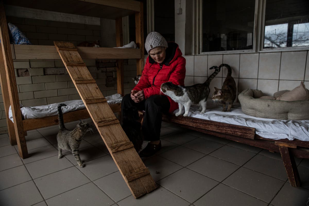 Meet the cats, dogs and lion saved from the invasion of Ukraine