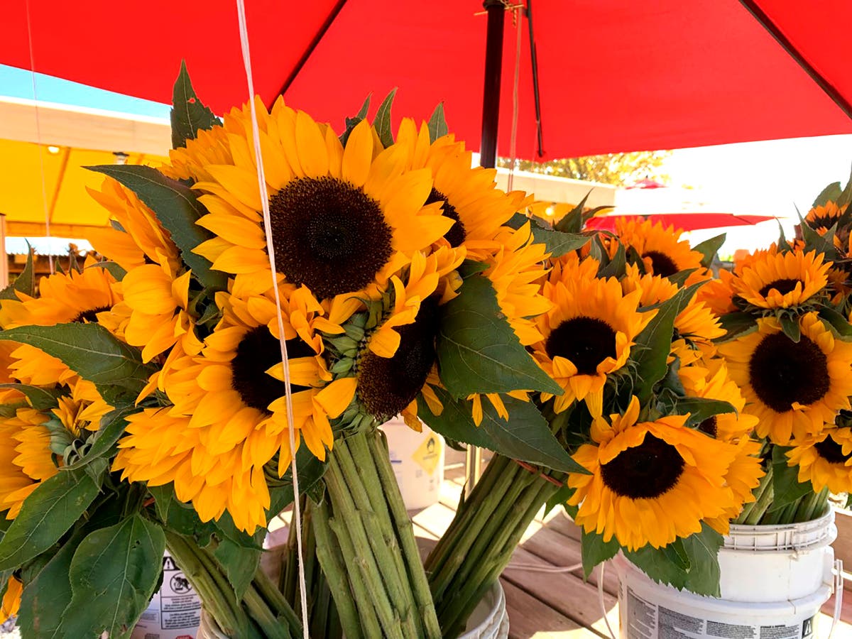 Sunflowers: Popular, native and, for some, newly meaningful