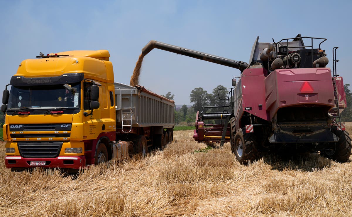 Zimbabwe’s focus on wheat set to yield biggest-ever harvest