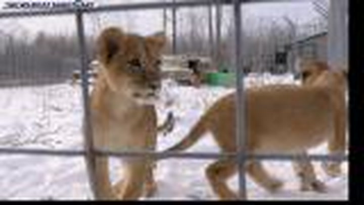 Orphan lion cubs rescued from Ukraine play in fluffy snow | Lifestyle
