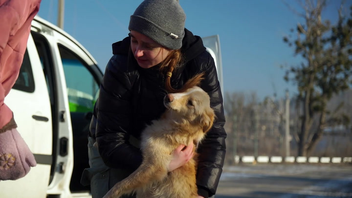 Cats and dogs rescued from frontline by Ukrainian volunteers | News