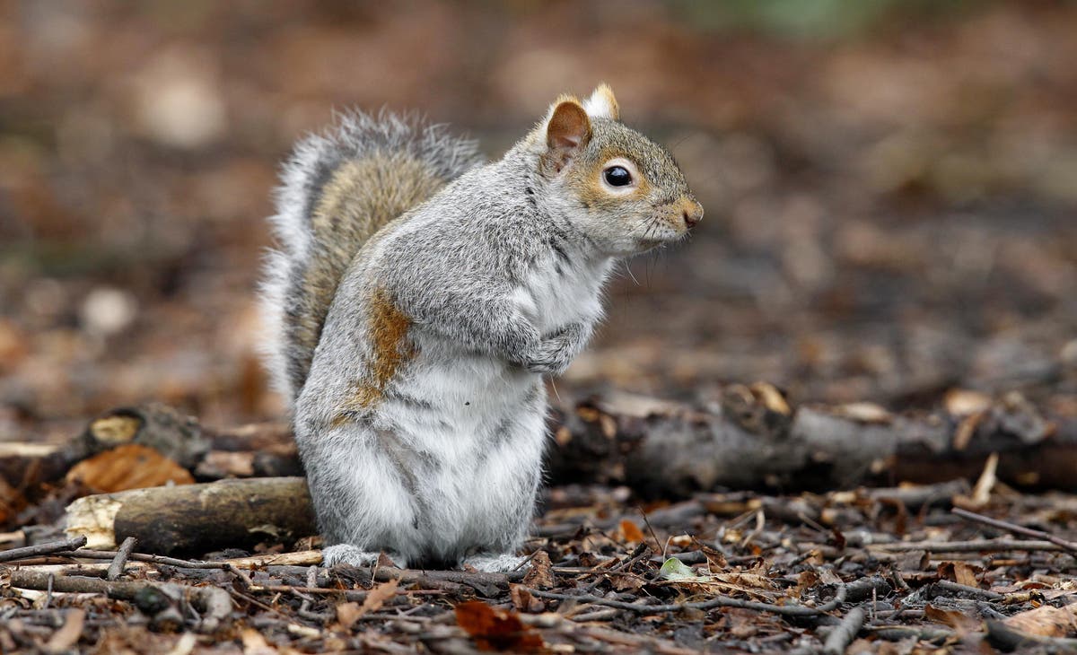 Brits tell Russia: There’s nothing wrong with eating squirrel