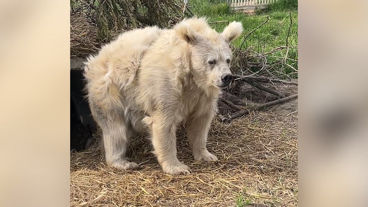 Moment sweet rescue bear emerges from nap in cave looking dishevelled | Lifestyle