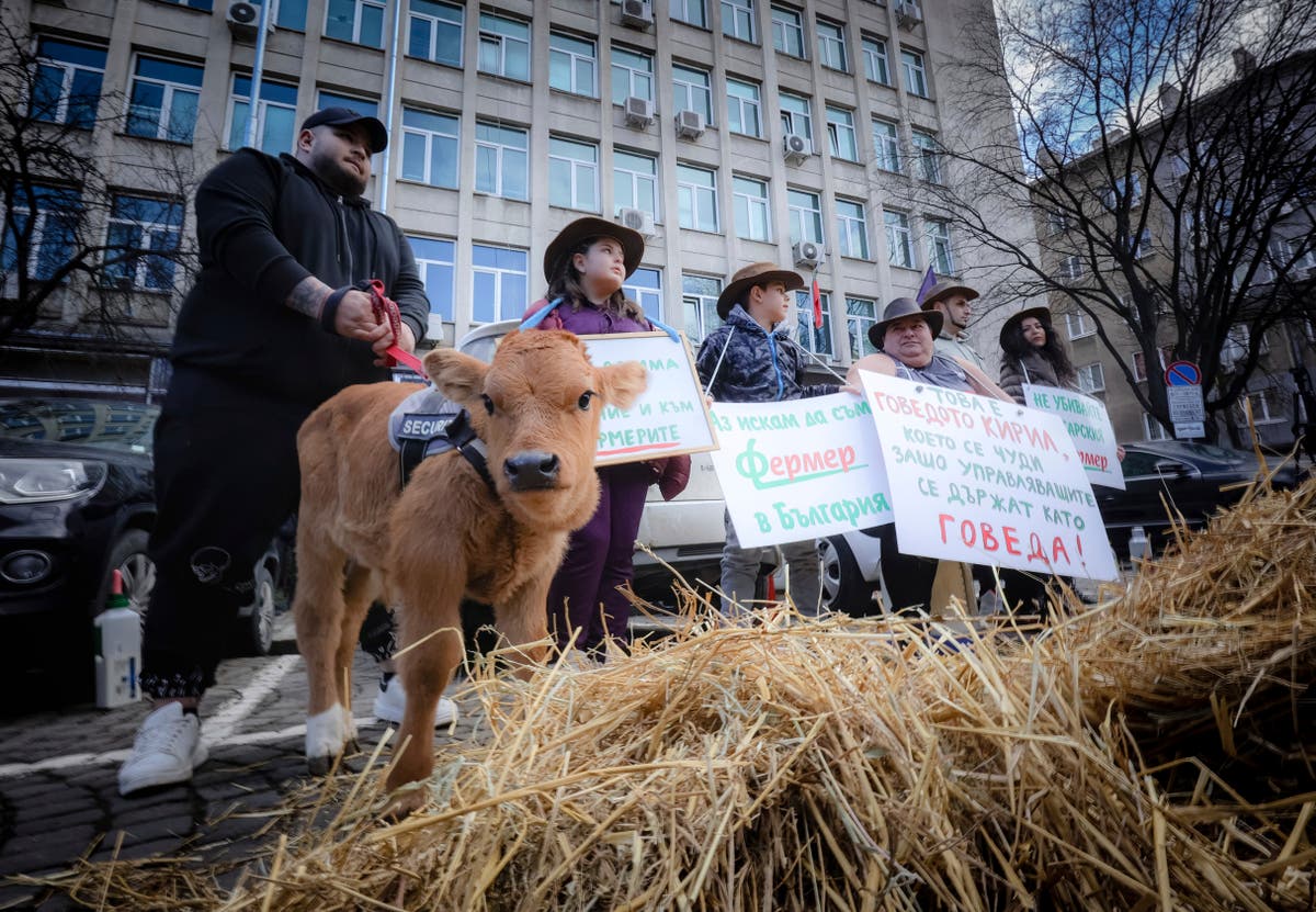 Angry farmers block roads and lead cattle through busy streets as Europe-wide protests spread